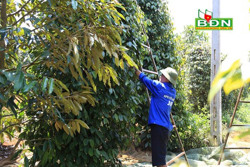 Đắk Song - huyện đầu tiên phát triển vùng hồ tiêu cảnh quan bền vững