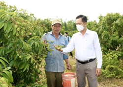 Triển vọng phát triển cây vải thiều chín sớm