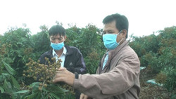 Thu nhập tiền tỷ từ mô hình đa cây, đa con