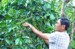 Trồng cà phê hướng hữu cơ, lãi hơn 140 triệu đồng/ha/năm