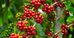 Giá cà phê hôm nay 26/3: Thị trường hồi phục trở lại