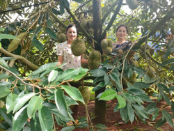 "Quả ngọt" từ chuyển đổi cơ cấu cây trồng phù hợp