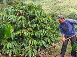 Y Per Êung năng động làm giàu
