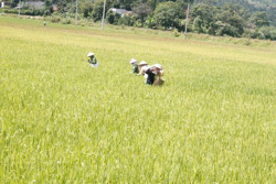 Phấn đấu đến năm 2025 xây dựng thành công thương hiệu gạo huyện Lắk