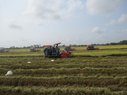 Đầu tư mạnh để phát triển vùng nguyên liệu