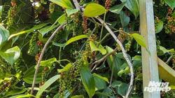 Giá tiêu hôm nay 30/3: Xuất khẩu hồ tiêu giảm 10 USD/tấn