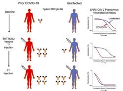 Phát hiện "tình huống ngược" tạo siêu kháng thể với Covid-19