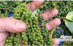 Giá tiêu hôm nay 31/3: Giá hồ tiêu Ấn Độ sụt giảm