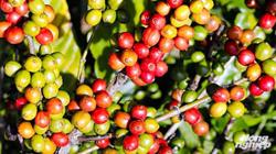 Giá cà phê hôm nay 5/3: Thị trường đồng loạt tăng nhẹ