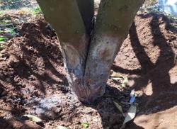 Phòng bệnh thối rễ trên cây sầu riêng