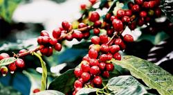 Giá cà phê hôm nay 8/3: Thị trường trong nước tăng nhẹ