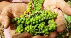 Giá tiêu hôm nay 9/3: Vụ hồ tiêu 2022 đang vào đợt thu rộ