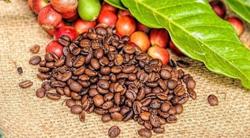 Giá cà phê hôm nay 1/4: Tăng nhẹ, áp sát mốc 42.000 đ/kg