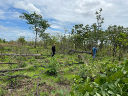 Dấu hỏi lớn từ vụ phá rừng gần 400 ha