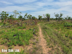 Bao giờ hết “chảy máu” rừng?