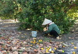 Nông dân trồng điều ở Ea Súp thất thu