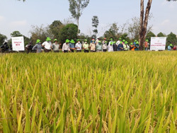 Hội thảo đầu bờ các giống lúa BC15 có gen kháng đạo ôn và TBR225