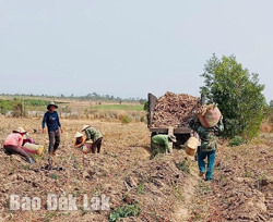 Để cây sắn bớt... tâm tư
