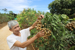 Người cựu chiến binh làm giàu từ nhãn