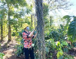 Huyện Cư M’gar: Nhiều nông hộ thiệt hại nặng vì bệnh chết nhanh, chết chậm trên hồ tiêu