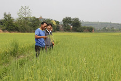 Niềm vui trên cánh đồng Ea Yiêng Hạ