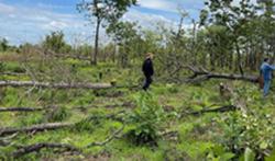 Rừng ở Đắk Lắk lại bị chặt phá