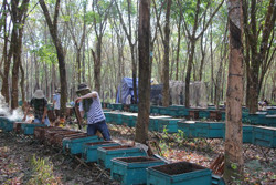 Tín hiệu vui cho ngành ong mật