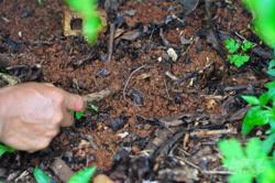 Sử dụng phân hữu cơ cho cây lâu năm vùng Tây Nguyên