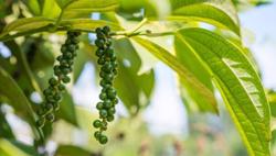 Giá tiêu hôm nay 19/4: Tăng nhẹ 1.000 đ/kg