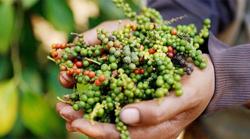 Giá tiêu hôm nay 2/4: Hồ tiêu Tây Nguyên giảm giá