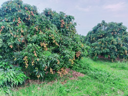 Cần liên kết chuỗi giá trị trong sản xuất vải thiều