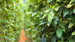 Giá tiêu hôm nay 20/4: Duy trì trên mức 80.000 đ/kg