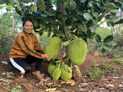 Thu nhập cao từ chăn nuôi kết hợp với trồng trọt