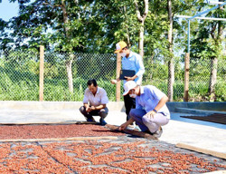 Thu nhập cao nhờ trồng dổi lấy hạt