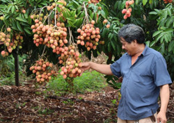 Huyện Krông Pắc hỗ trợ nông dân tiêu thụ vải chín sớm