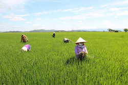 Chủ động phòng, chống hạn cho cây trồng mùa khô