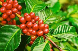 Giá cà phê hôm nay 23/4: Tăng mạnh lên mức 41.800 đ/kg