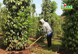 Tập trung phục hồi vườn tiêu sau thu hoạch