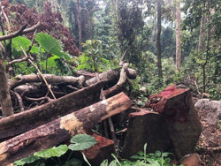 Đắk Lắk: Công an huyện Krông Bông mật phục bắt 6 đối tượng phá rừng