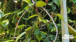 Giá tiêu hôm nay 29/4: Cao nhất ở mức 79.000 đ/kg