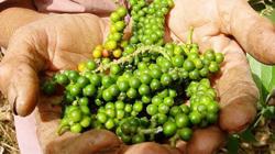 Giá tiêu hôm nay 4/4: Dự báo sẽ tăng mua vào đầu tháng 4/2022