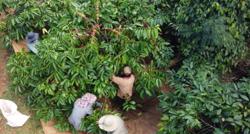 Đa lợi ích từ mô hình cà phê cảnh quan