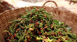 Giá tiêu hôm nay 6/4: Hồ tiêu trong nước giảm mạnh