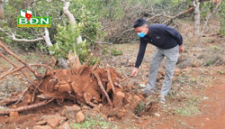 Đắk Gằn - Lốc xoáy làm gãy, đổ gần 100 ha cây trồng