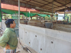  Lỗ, bỏ chuồng vì giá thức ăn chăn nuôi tăng liên tục