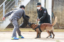Gian nan nghề huấn luyện chó nghiệp vụ