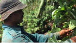 Đắk Lắk: Mất mùa bơ vì mưa lớn