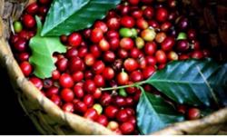 Giá cà phê hôm nay 9/4: Hồi phục lên mức 41.100 đ/kg