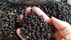 Giá tiêu hôm nay 10/5: Hồ tiêu giảm từ 500 - 1.000 đ/kg