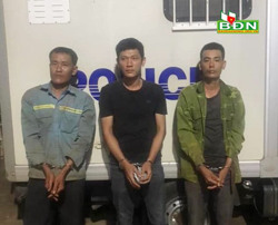 Bắt 3 anh em ruột trồng 177 cây cần sa ở Krông Nô